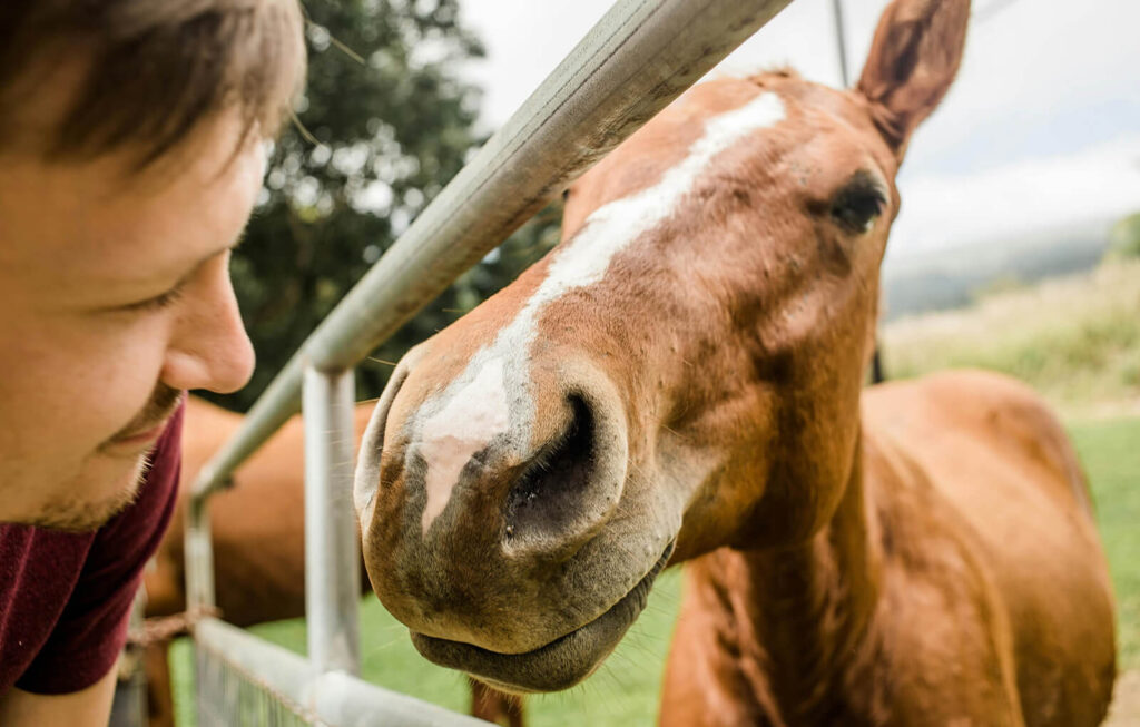 Paardentherapie